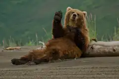 bear lying on back waving paw
