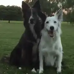 black dog hugs white dog