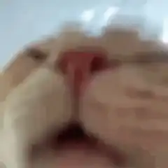 extreme close up cat licking nose