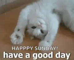 Happy Sunday have a good day cat