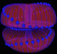 Red and blue 3D torus wireframe