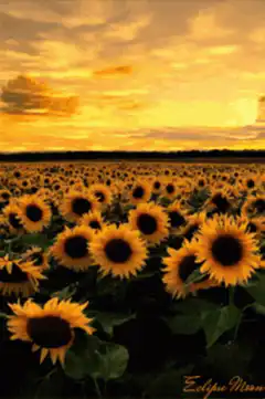 Sunflower field at sunset