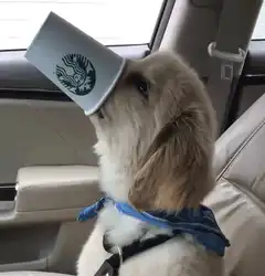 dog with starbucks cup on head