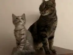 kitten meowing at adult cat