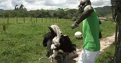 Man kicks ostrich in the face