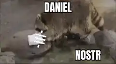 Raccoon washing Nostr logo