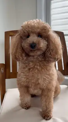 Fluffy brown poodle sitting on a chair