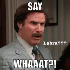 Ron Burgundy Say Labra Whaaat