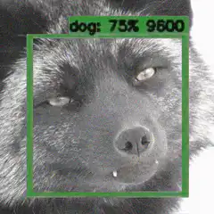 Dog detection with 75% confidence