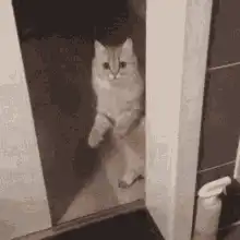 Cat slowly closing the bathroom door