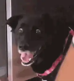 Black dog with wide eyes and open mouth
