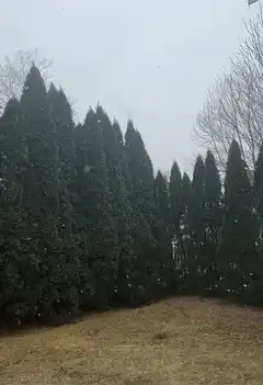 Snow falling on evergreen trees