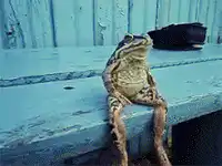 Toad sitting on a blue bench