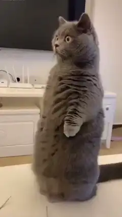 standing grey cat