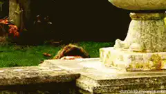 Man popping up from behind a wall