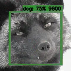 Dog detection with 75% confidence