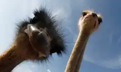 Two ostriches looking up at the sky