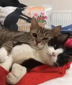 tabby cat cuddling black and white cat