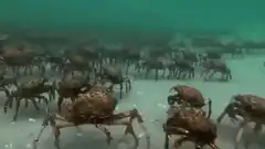 Large swarm of crabs walking underwater