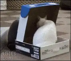 Grey cat pushes white cat out of box