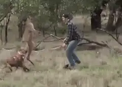 Kangaroo and man awkwardly boxing