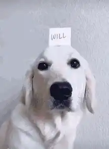 Dog with cards on head and heart glasses