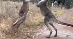 Two kangaroos boxing and fighting