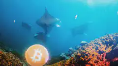 Bitcoin coin underwater with manta rays