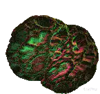Rotating 3D brain model