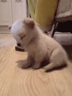 Sleepy puppy falls over