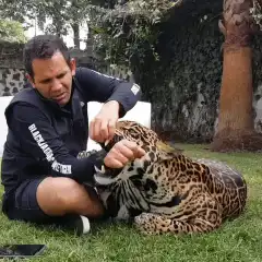 Man plays with pet jaguar