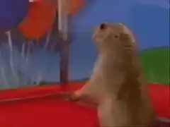 prairie dog looking up