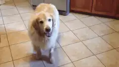 Golden Retriever ignores tennis ball