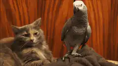 Parrot slaps cat