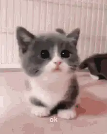 Cute kitten nodding ok