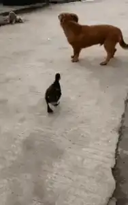 Duckling walks under dog