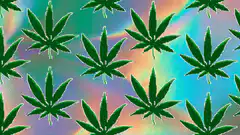 Green cannabis leaves on rainbow background