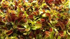 Dense cluster of Venus flytraps