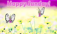 Happy Sunday butterflies flowers