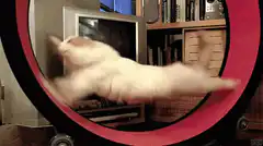 Cat running in a wheel