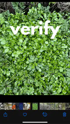 iPhone photo editing verify before eating watercress