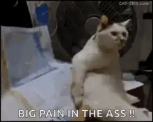 Cat sitting on bed with fan behind