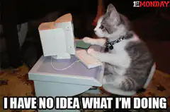kitten typing on computer