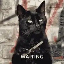 Black cat holding a knife waiting