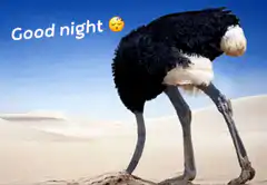 Ostrich burying head good night