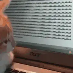 Cat typing A's on laptop