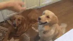 Golden Retriever Dog Meme