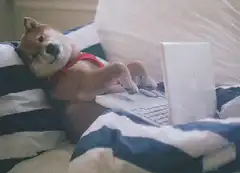 dog on laptop in bed