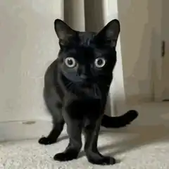 Black cat with wide shocked eyes