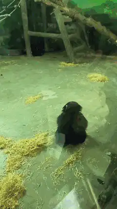 Baby chimpanzee playing with red ball